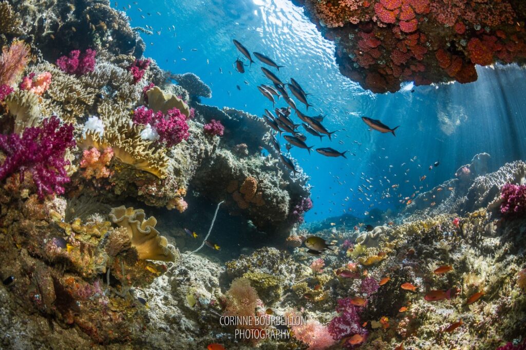 Melissa’s Garden and Mike’s Point