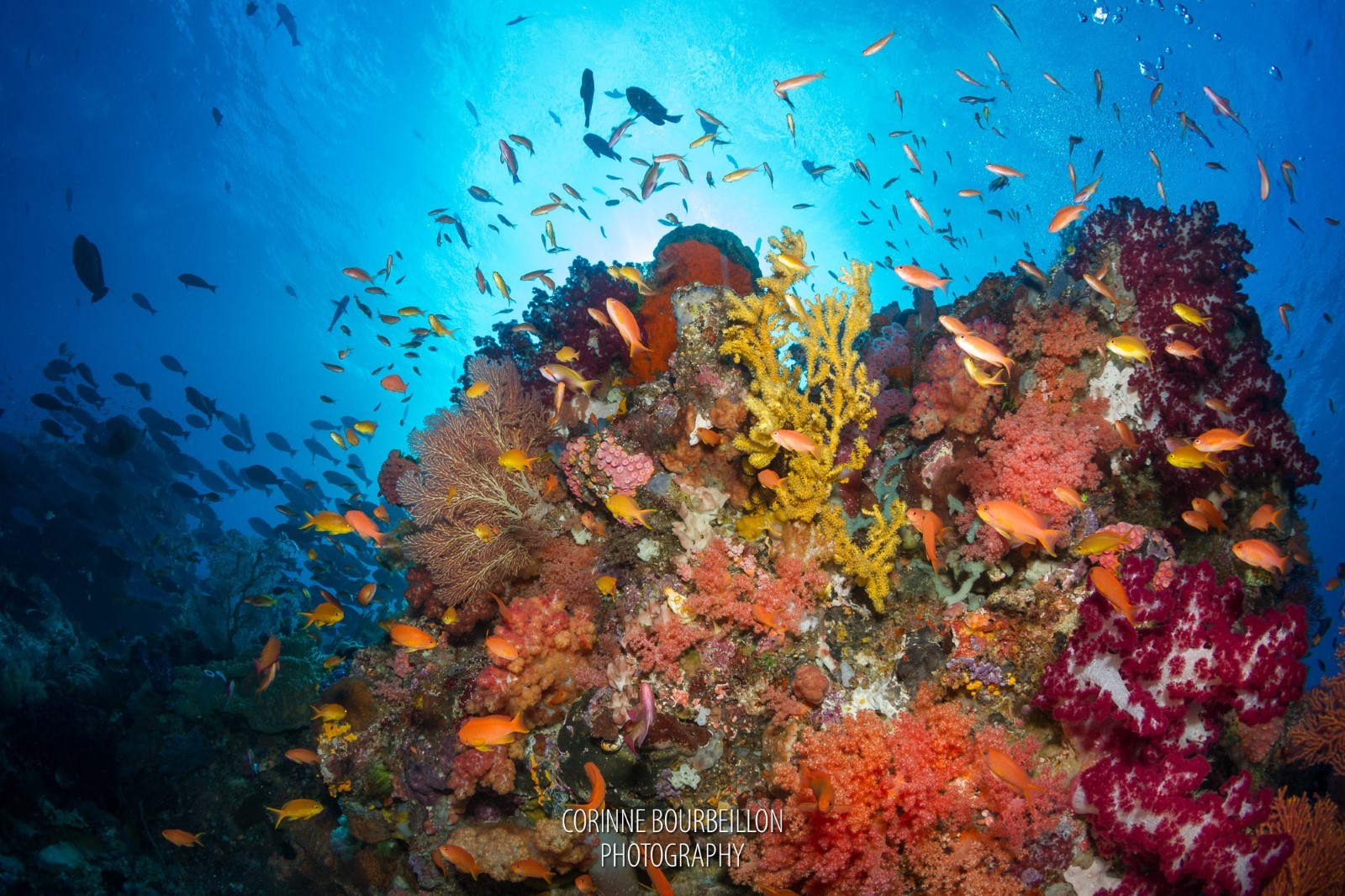 Pioneering Raja Ampat Dive Sites
