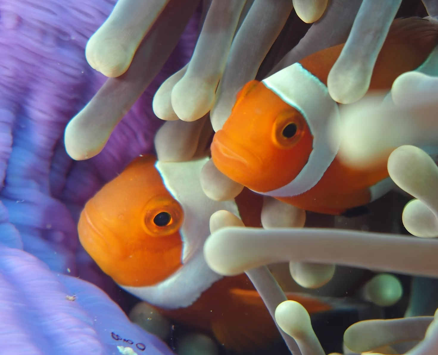 Raja Ampat’s Vibrant Coral Reef Ecosystem