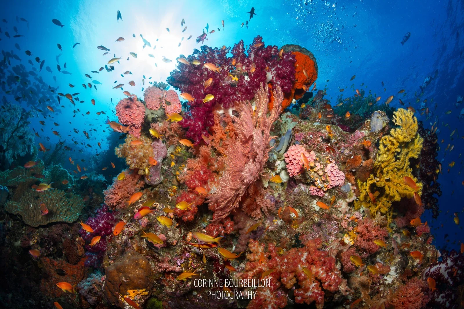 Sardine Reef