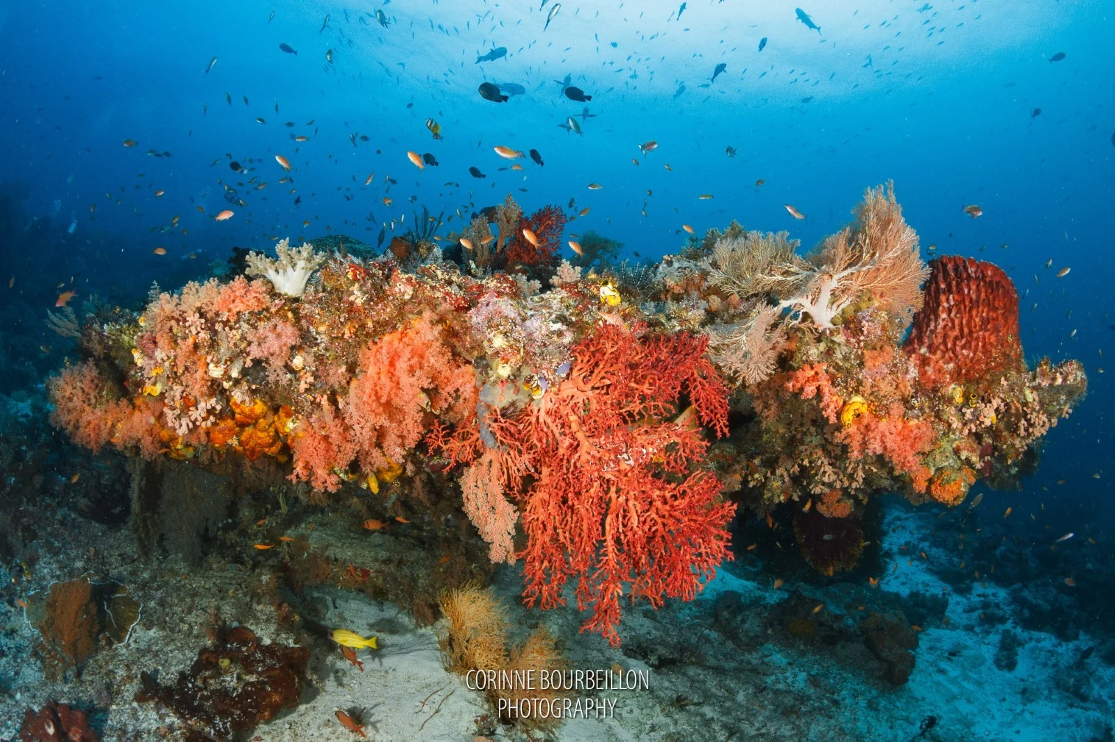 Sardine Reef2