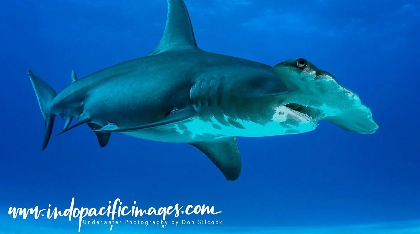 hammerhead shark