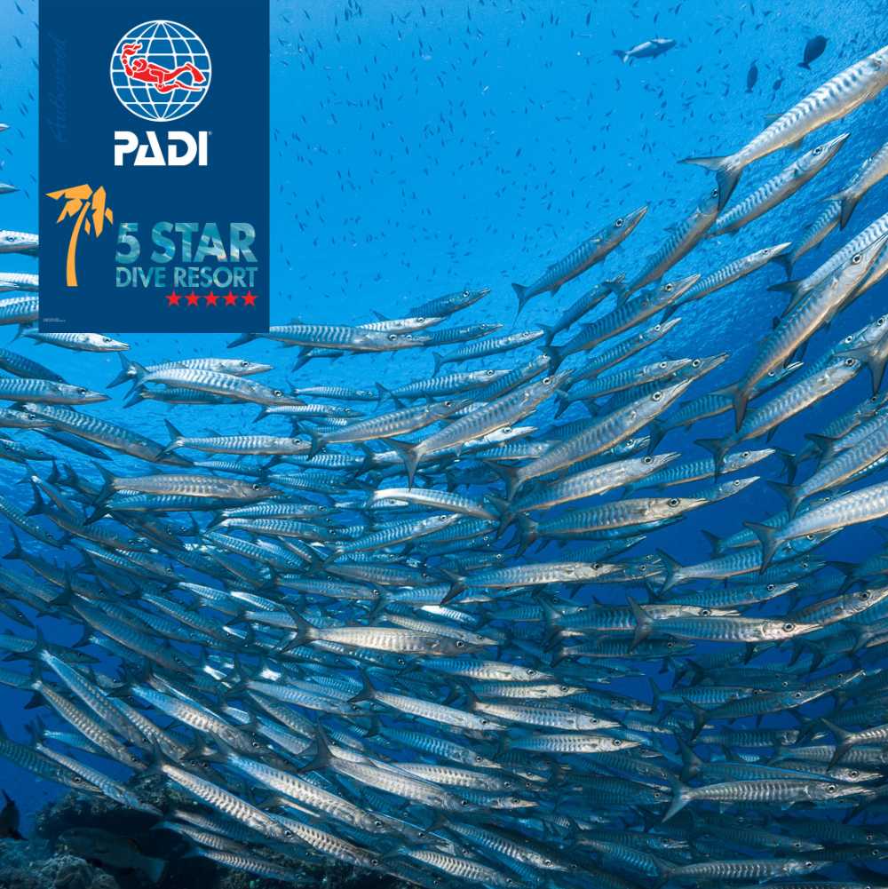 schoold of barracuda with Padi logo