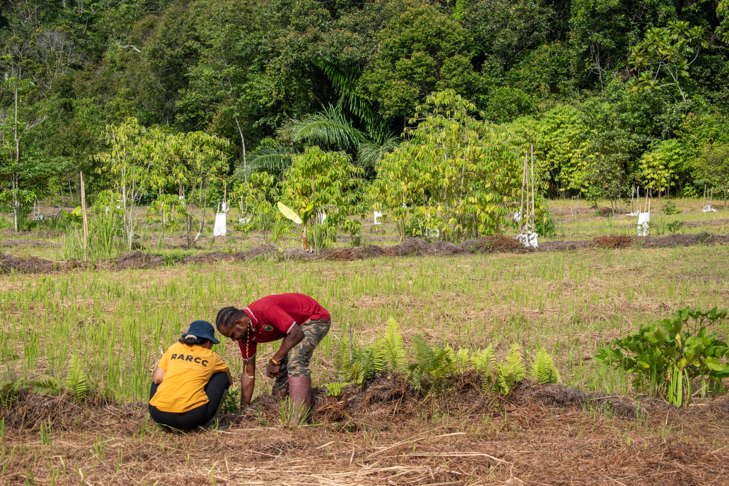 syntropic agroforestry project by papua diving resorts and raja ampat research and conservation center