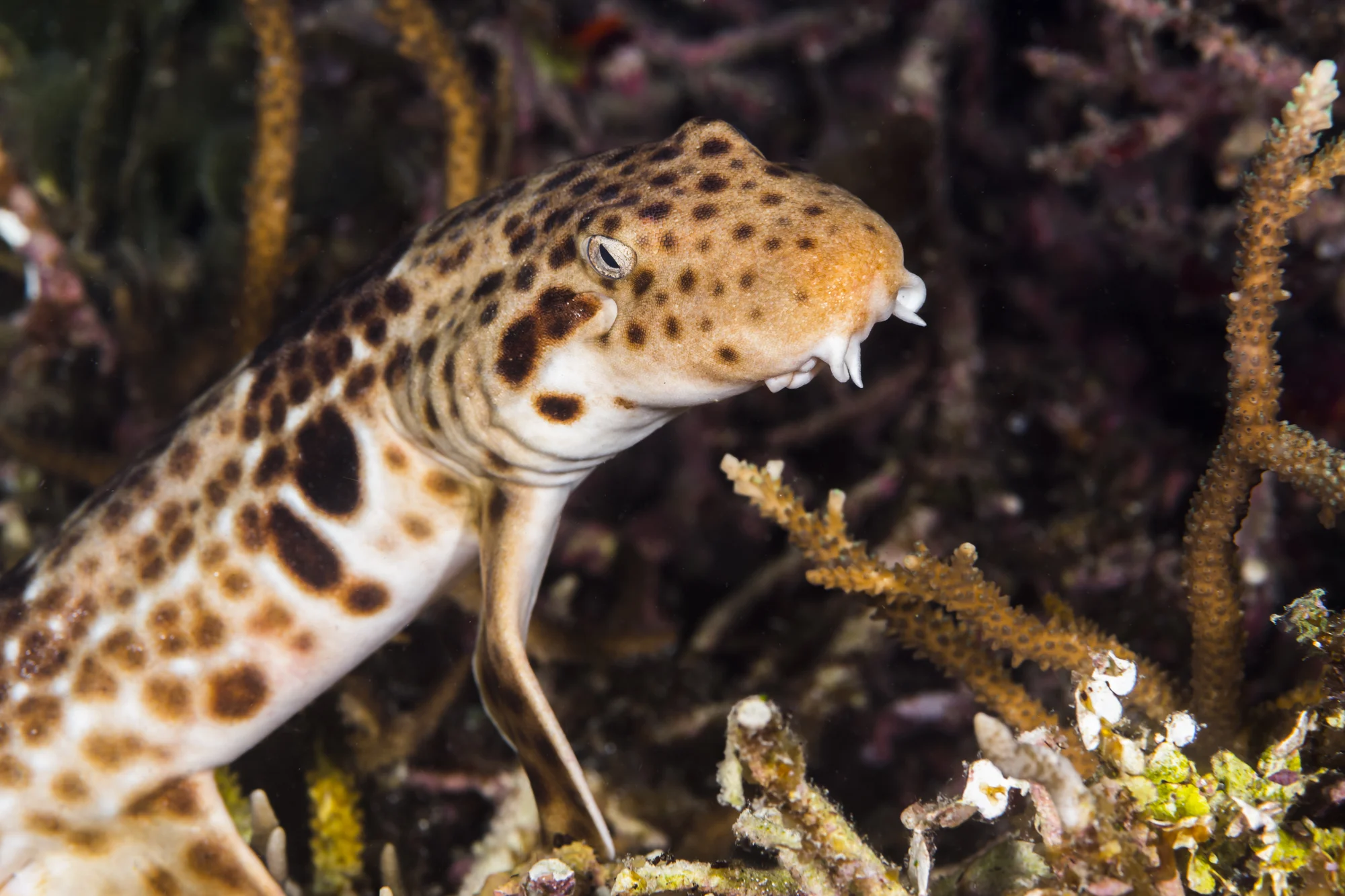 Walking Epaulette Shark by Jennifer Idol