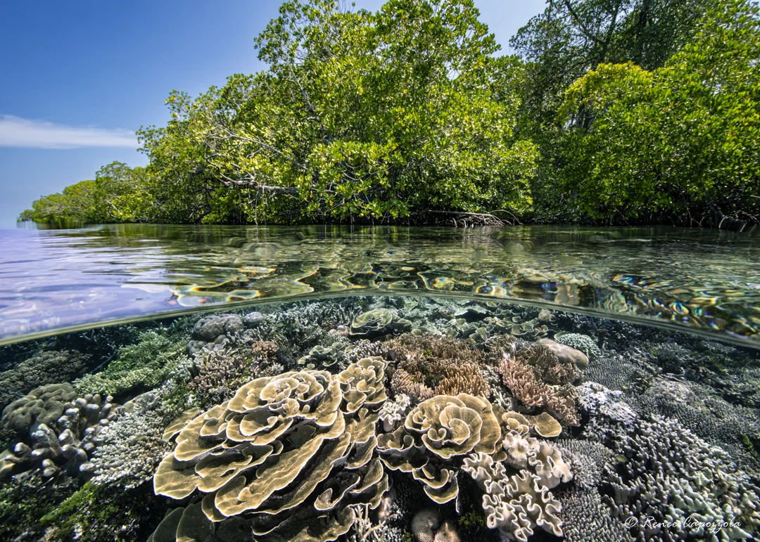 Raja Ampat Indonesia Coral Triangle