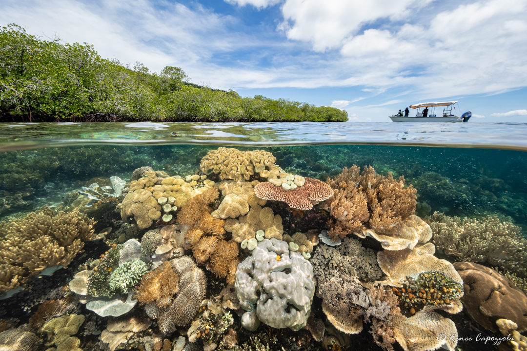 split view of underwater and land in raja ampat