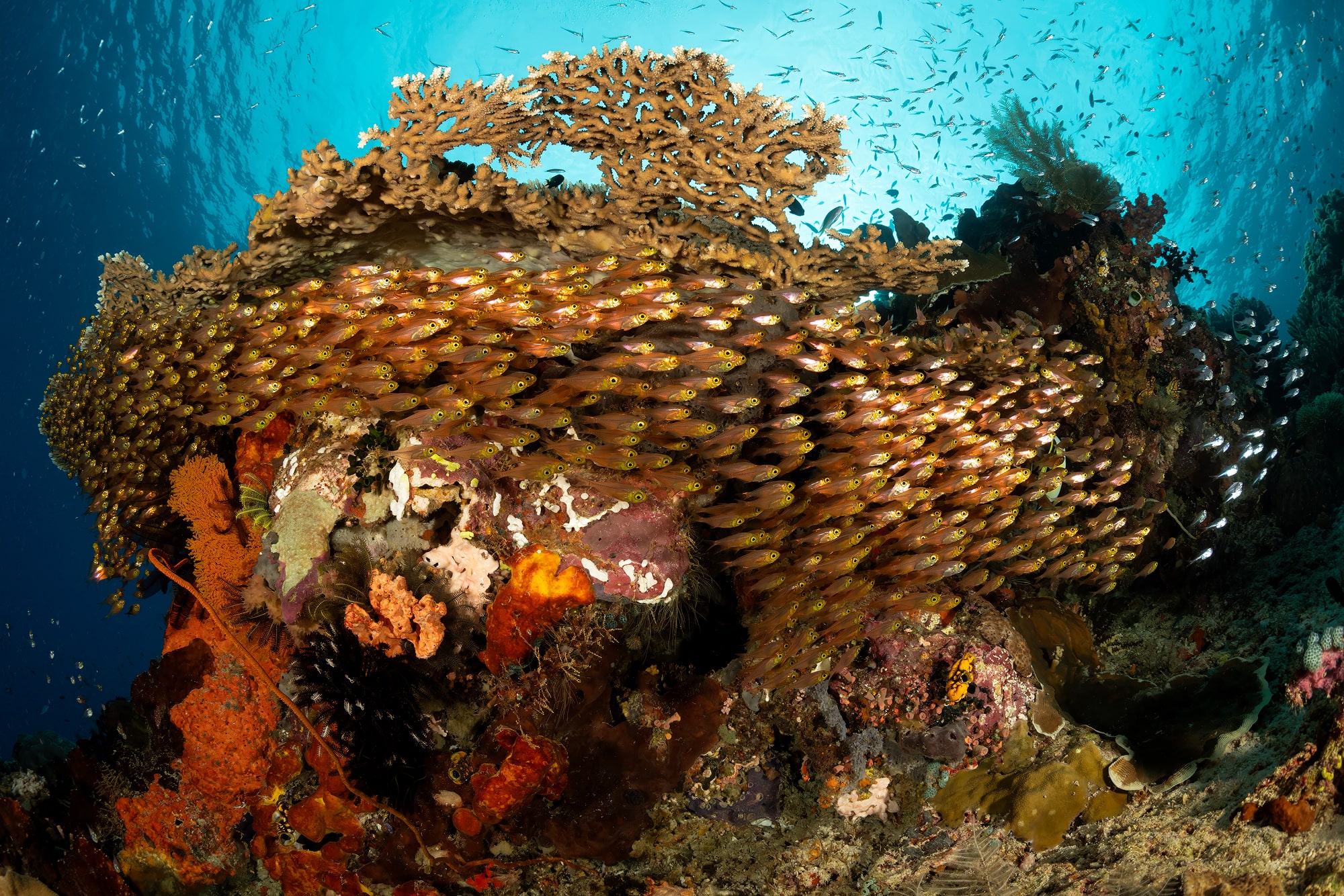 cape kri, one of raja ampat dive site with school of fish and beautiful coral