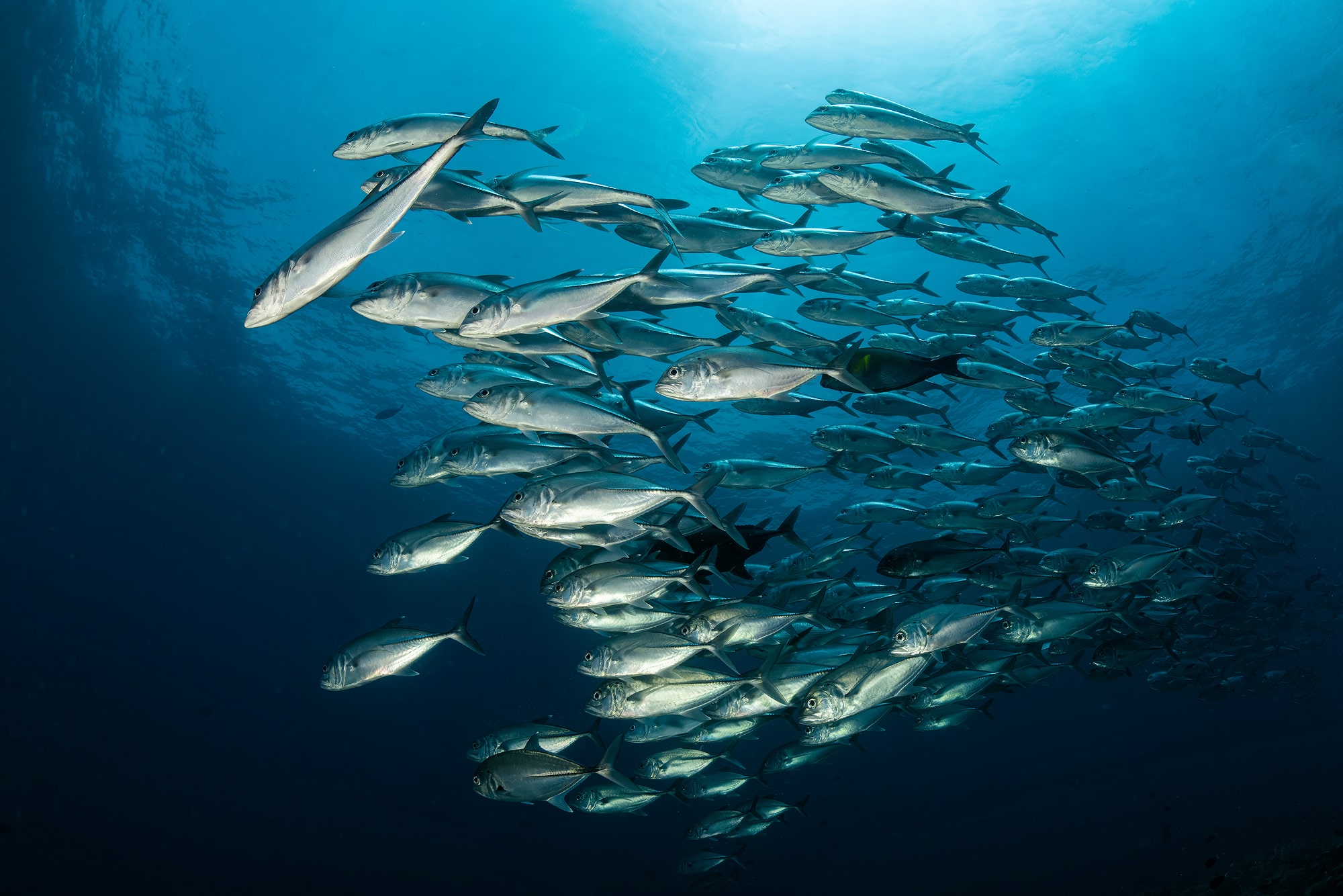 bigeye trevally spotted at Raja Ampat