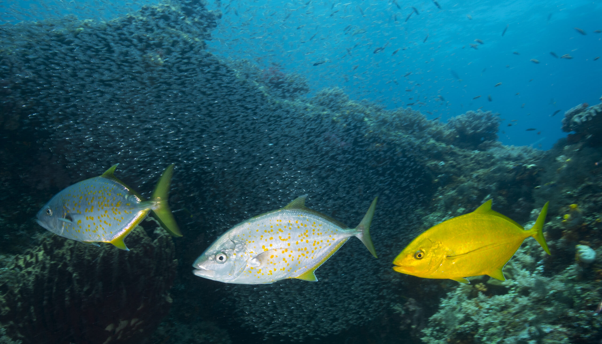 vibrant fish in raja ampat