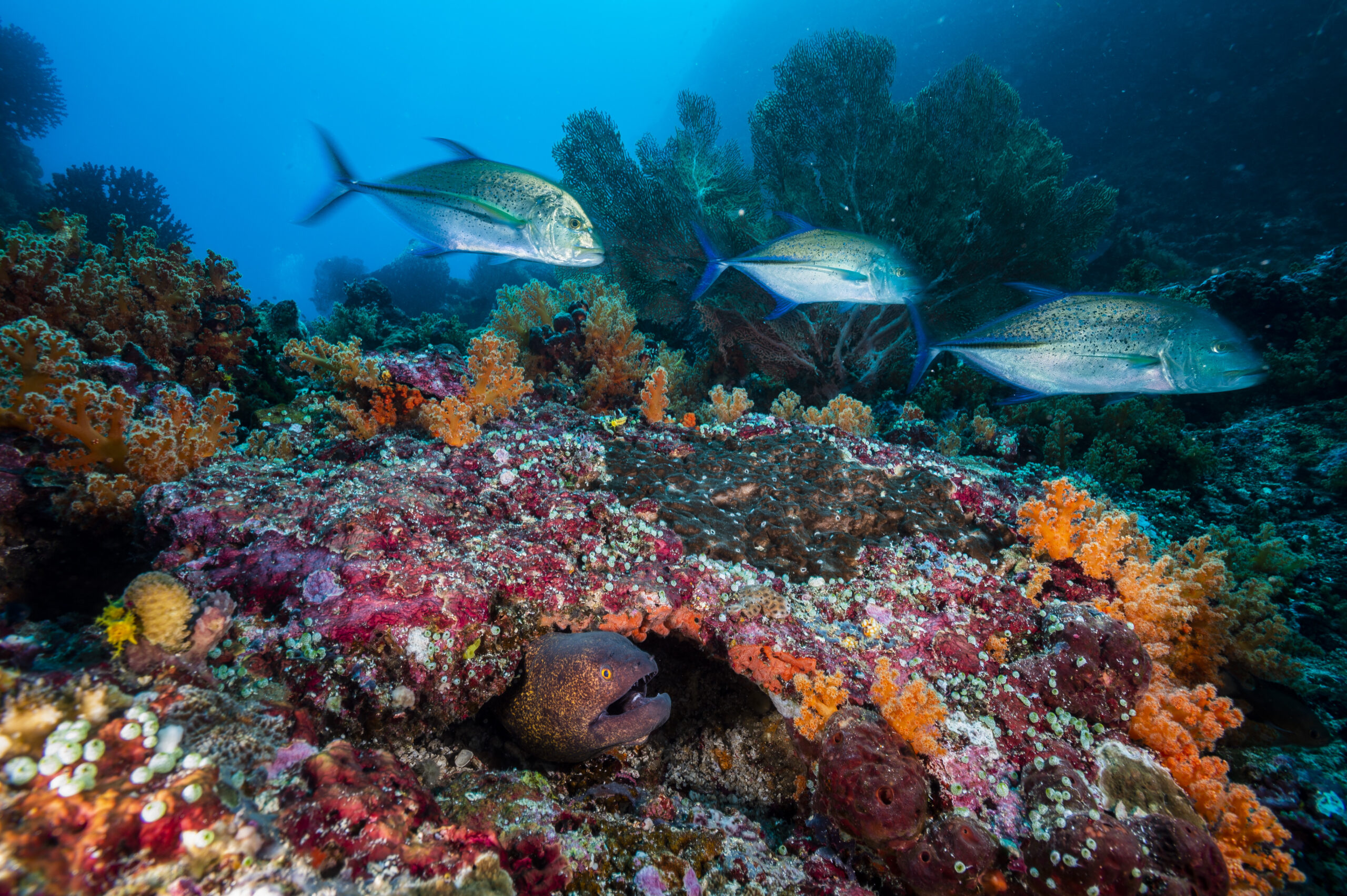 Raja Ampat Indonesia Coral Triangle