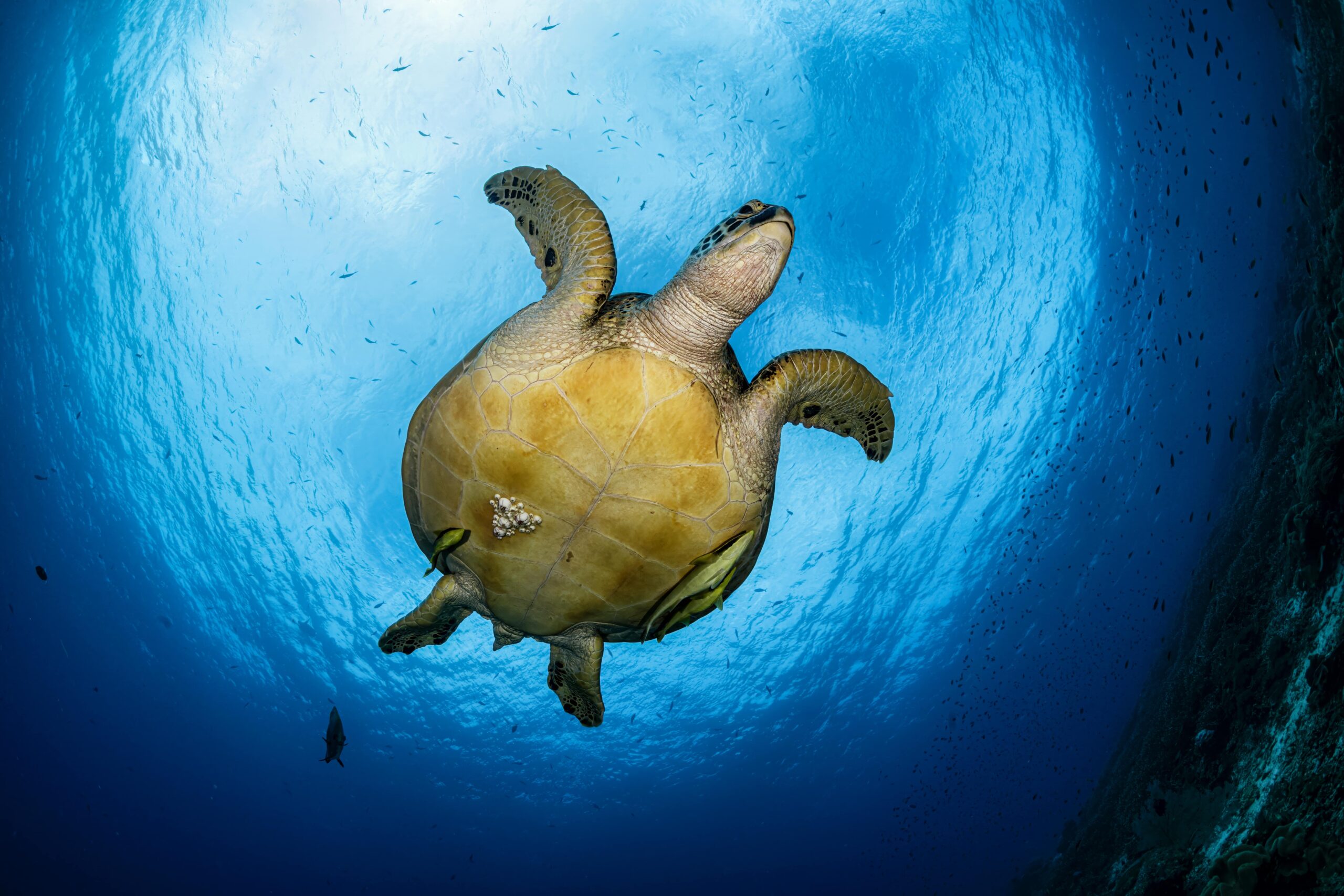green turtle spotted at Raja Ampat