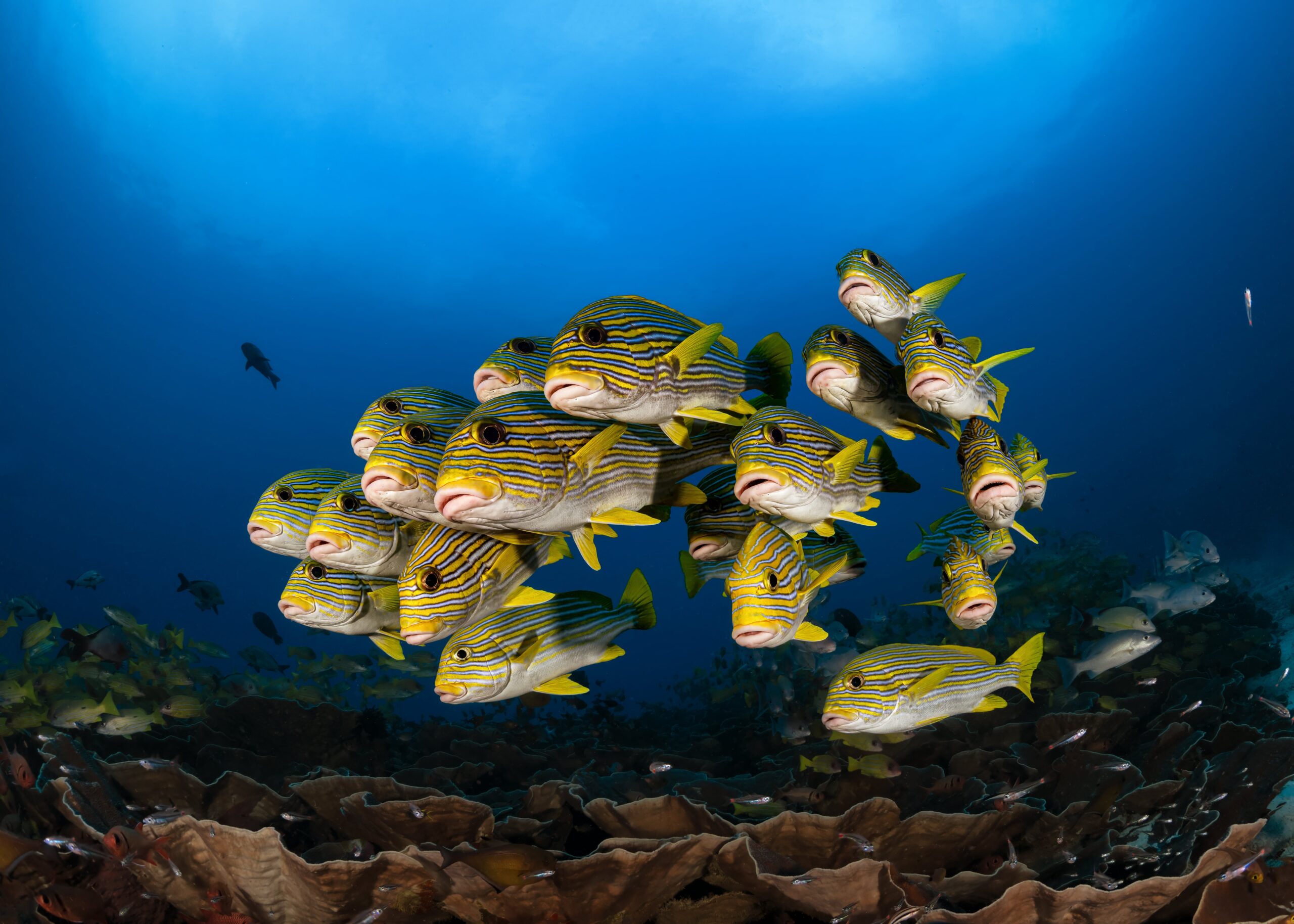 ribboned sweetlips spotted at Raja Ampat