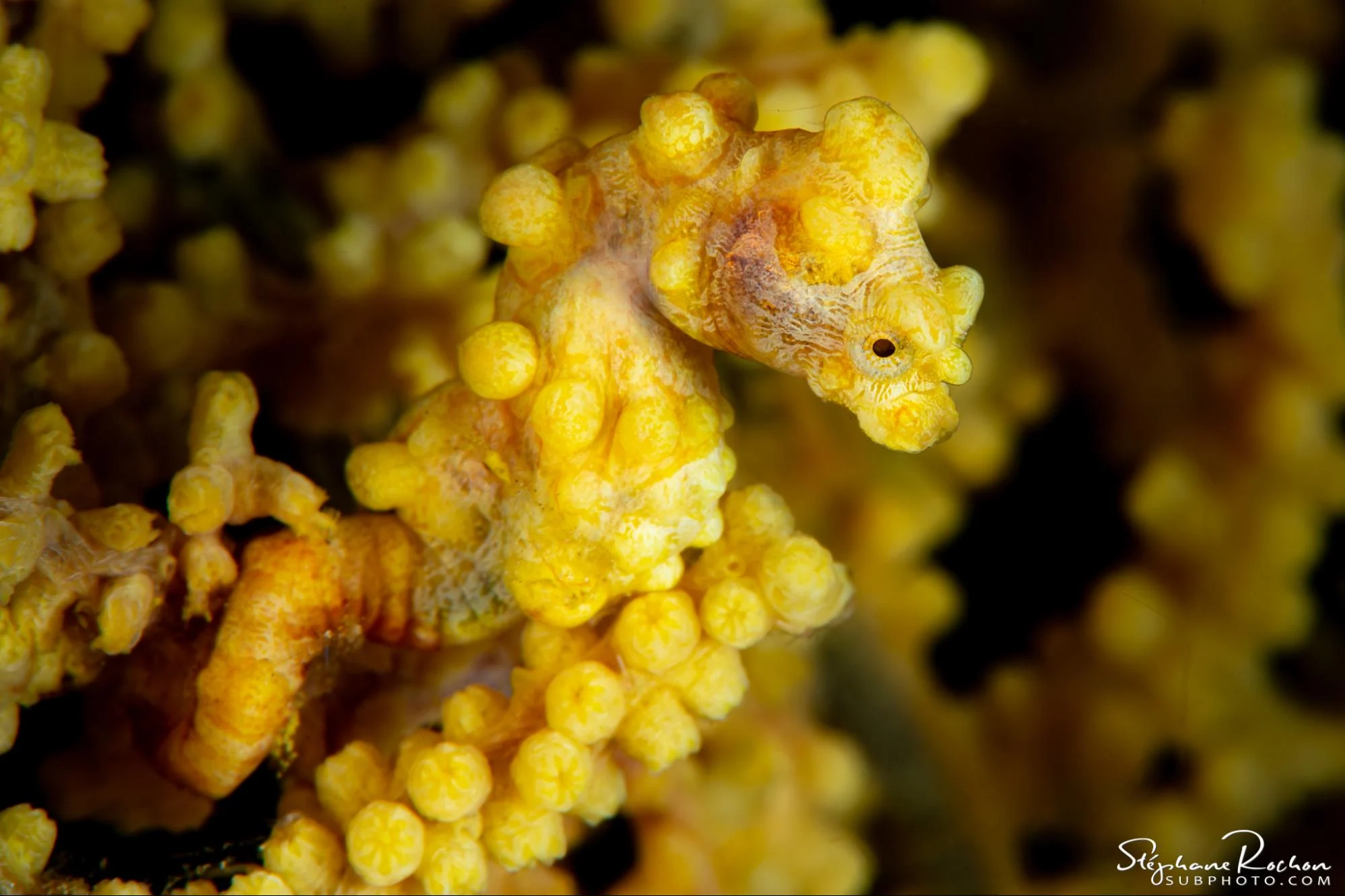 macro diving critters raja ampat
