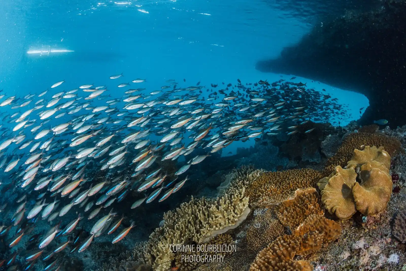 marine life photography tips