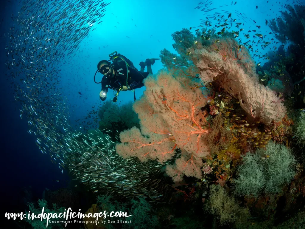 result of underwater photography colorful coral