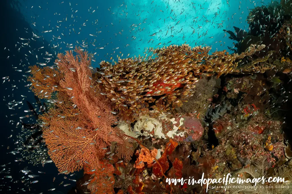 tips for capture beautiful coral underwater photography
