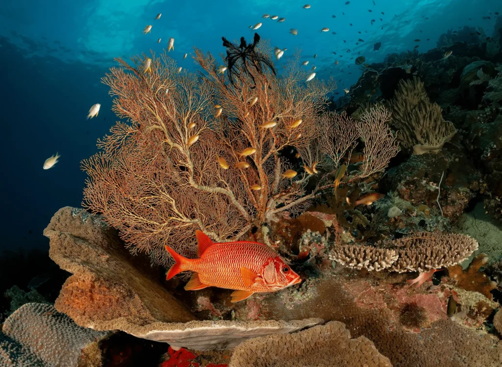 underwater beauty at raja ampat while staying in dive resort here