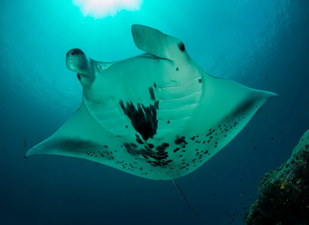 how to photograph manta ray
