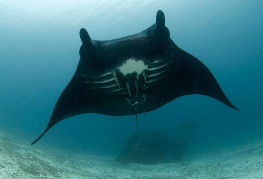 manta ray photograph in raja ampat