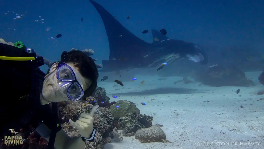 spotted manta ray in raja ampat