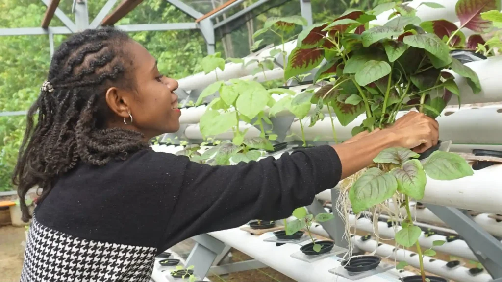 papua diving resorts effort - agroforestry programs