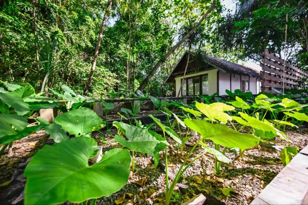papua diving resorts wastewater garden