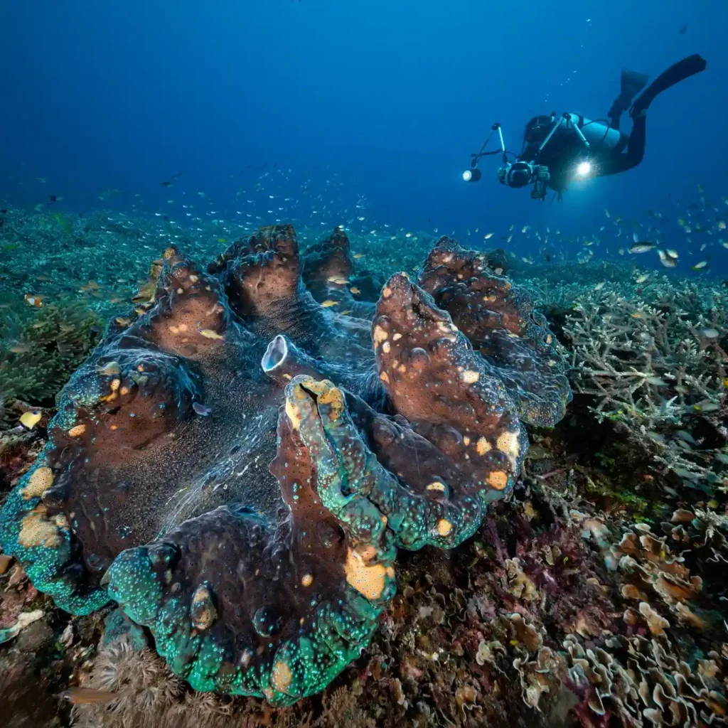 raja ampat beauty underwater by don silcock
