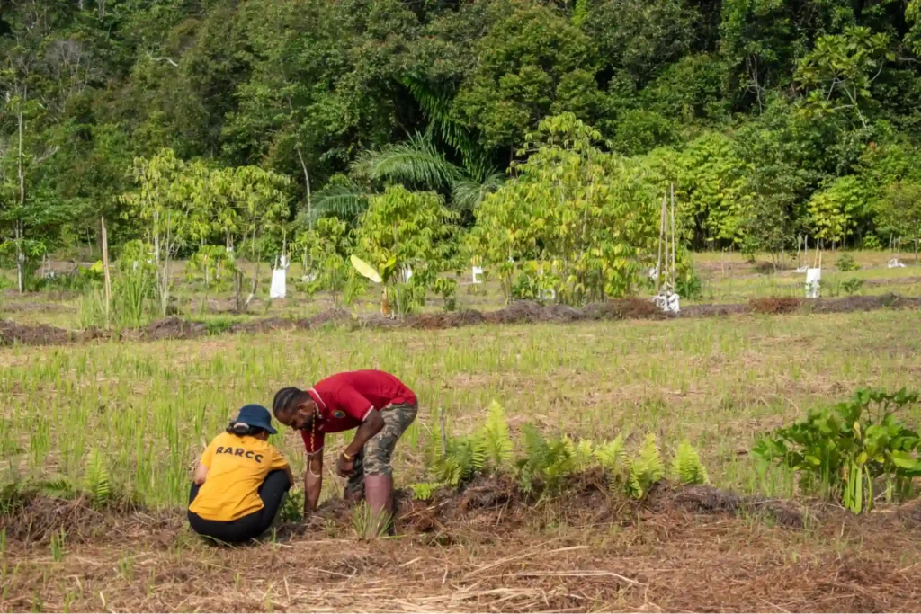 syntropic agroforestry project by papua diving resorts and raja ampat research and conservation center