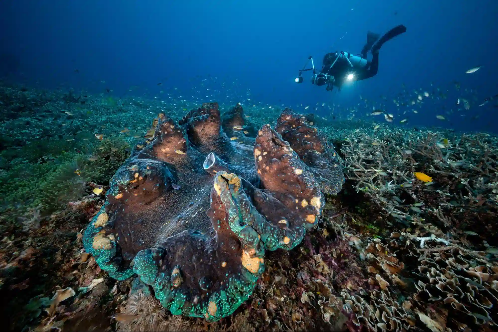 SEACAM Ambassador Don Silcock captures a diver photographing Raja Ampat’s pristine reef with SEACAM housing