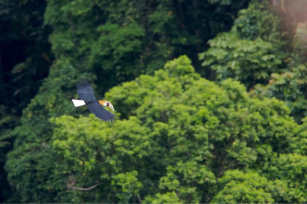 birdwatching is one of excursion activities in Raja Ampat