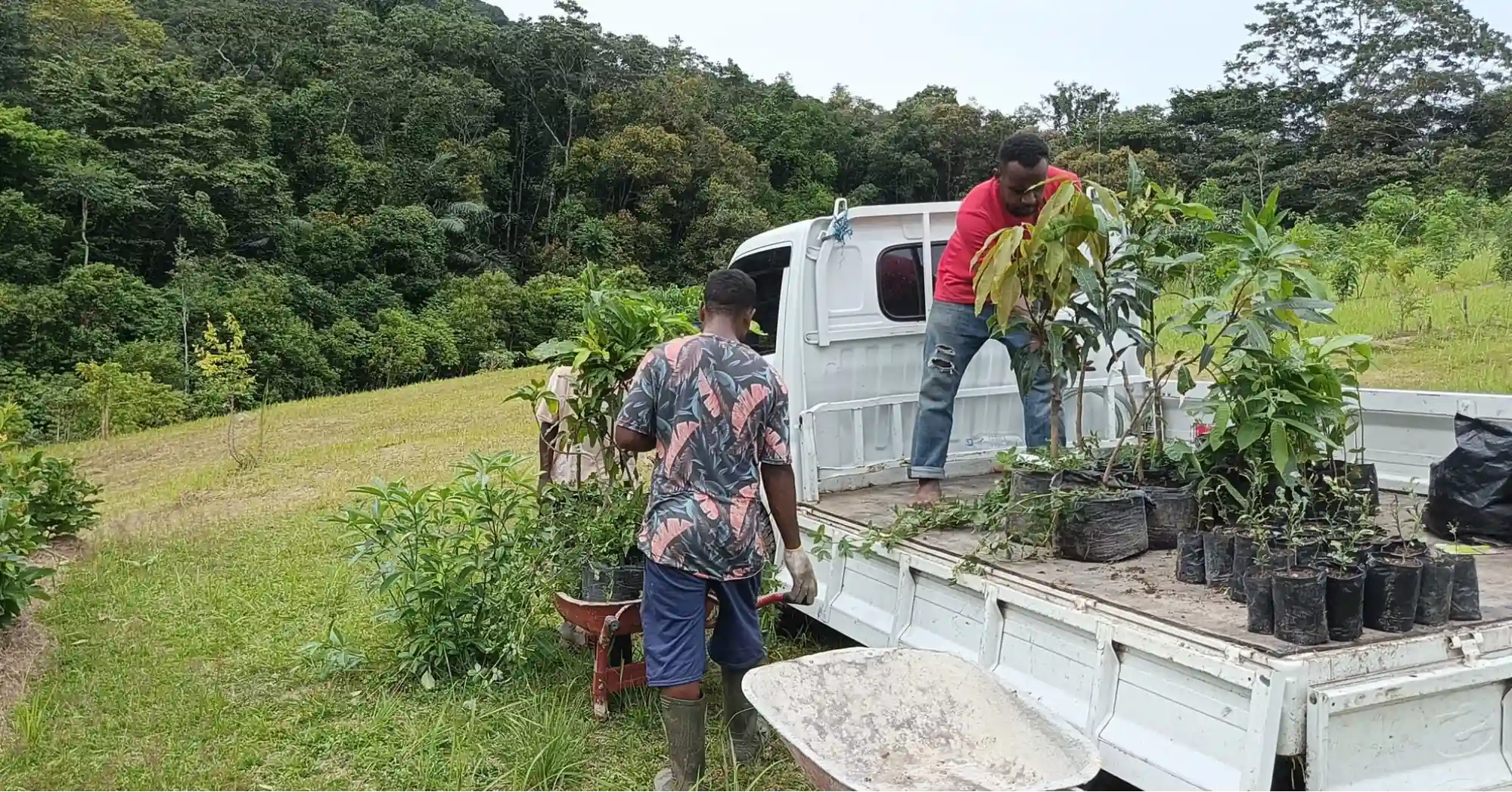 hand in hand build a syntropic agroforestry program at Raja Ampat