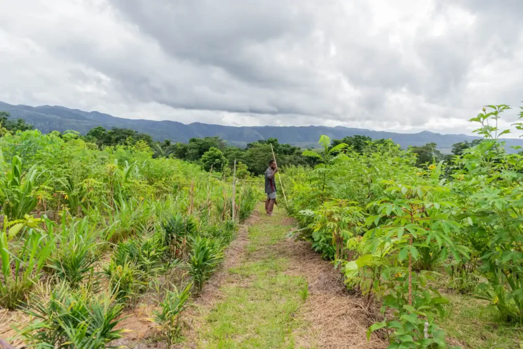 syntropic agroforestry program by papua diving resorts