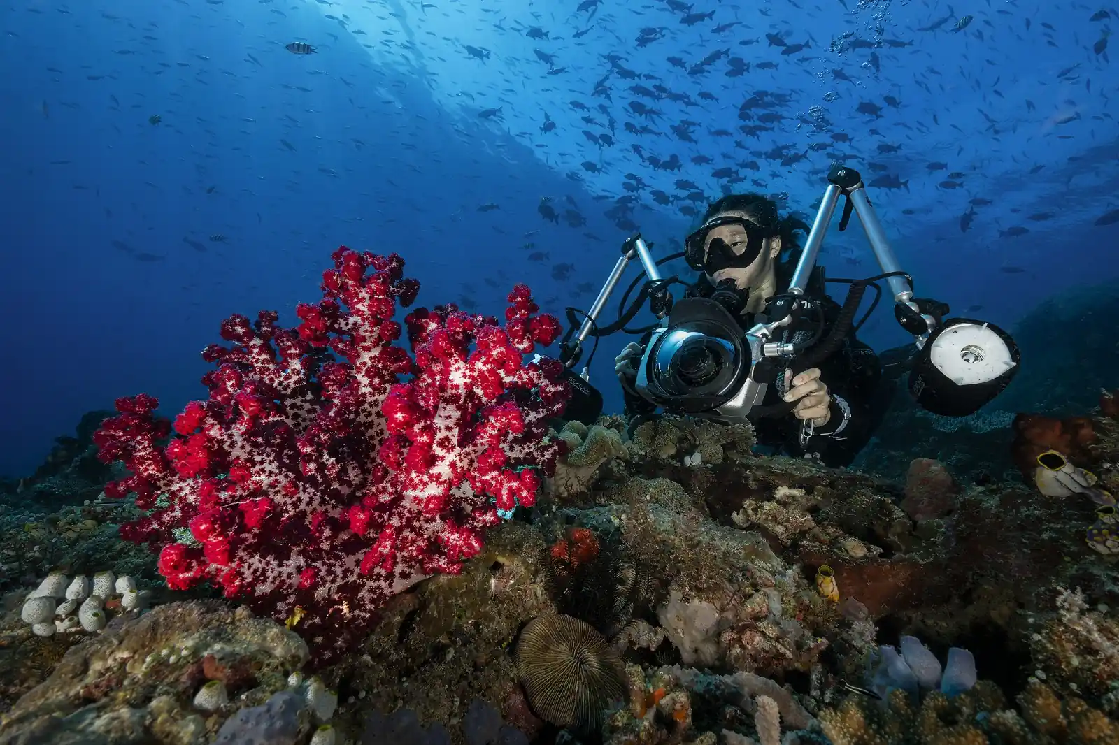 Underwater photographer near colorful coral and fish