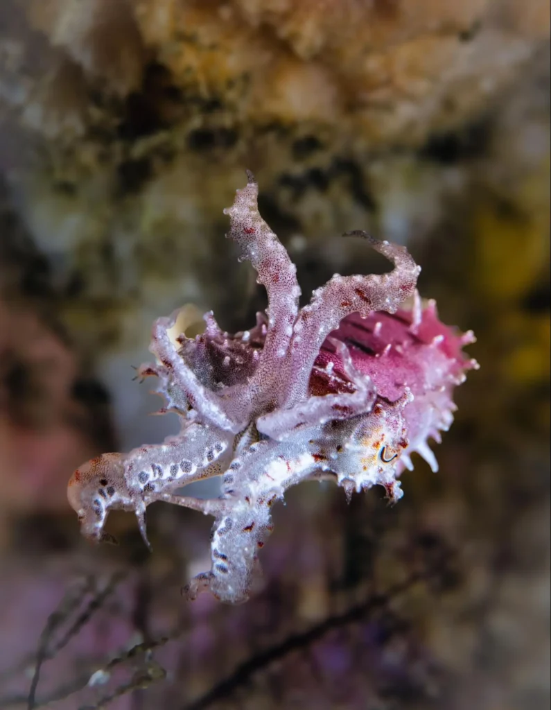 cuttlefish, image by summits to seas