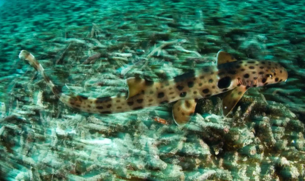 epaulette walking shark, image by jennifer hayes