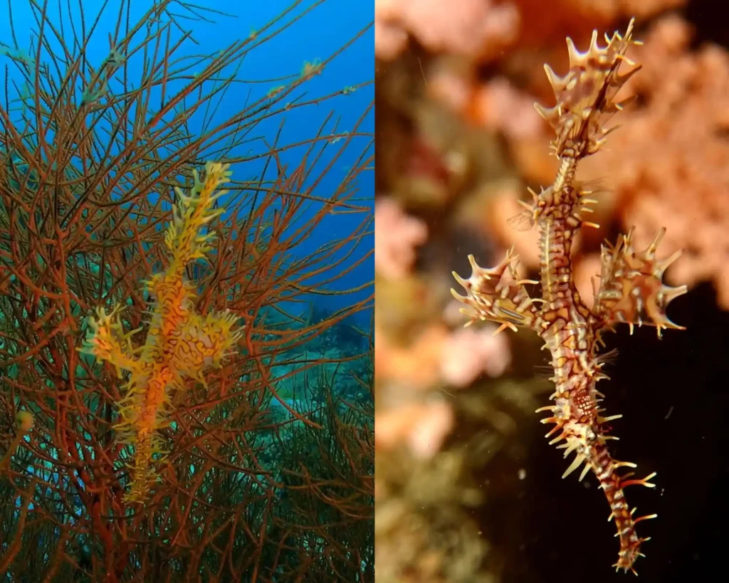 ghost pipefish, image by paulo fradique