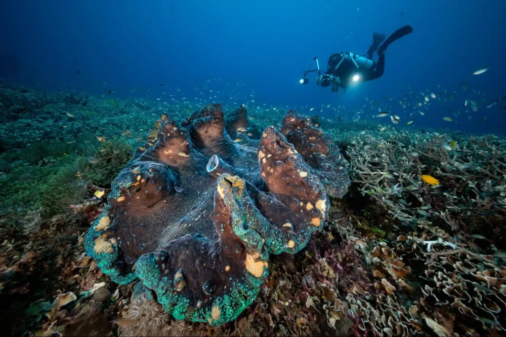 giant clams, image by don silcock