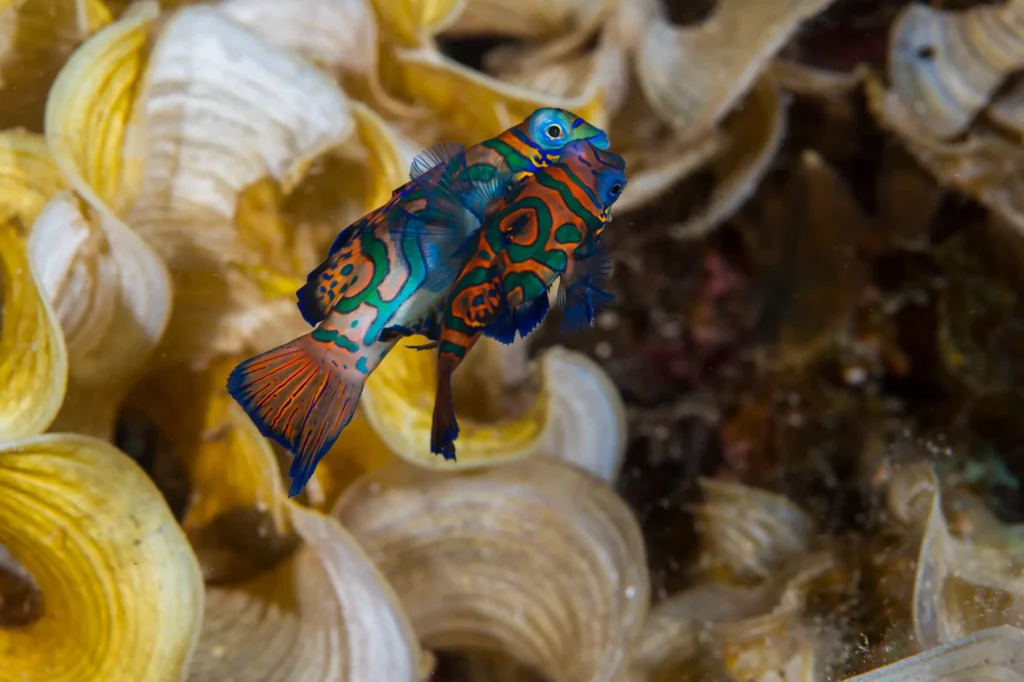 mandarin fish, image by jennifer idol