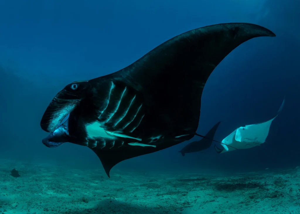 manta rays in raja ampat, image by don silcock