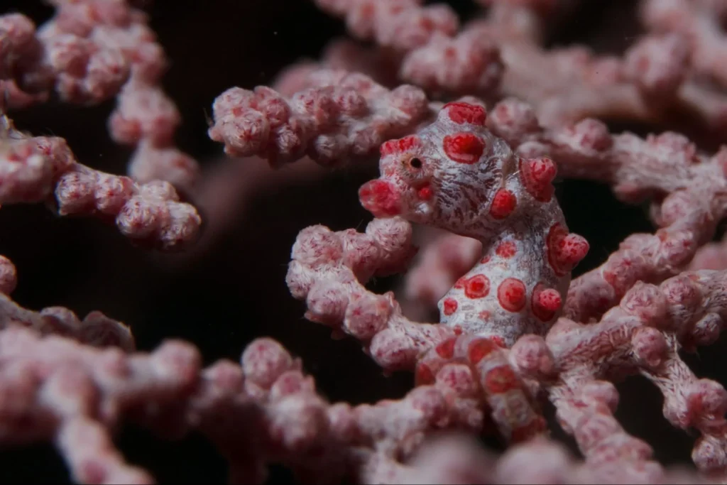 pygmy seahorses, image by Corinne