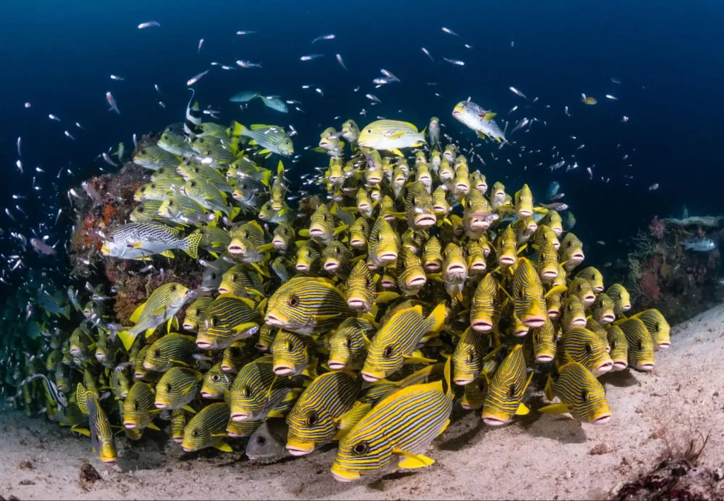 sweet lips, image by summits to seas