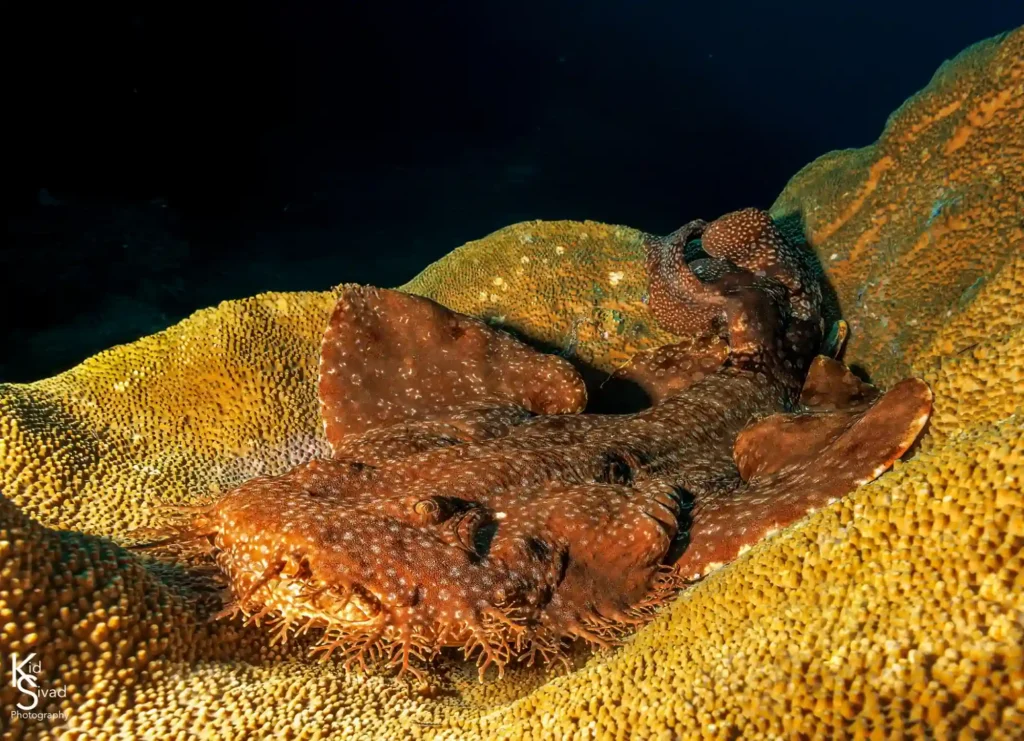 wobbegong shark in raja ampat, image by Richard Davis