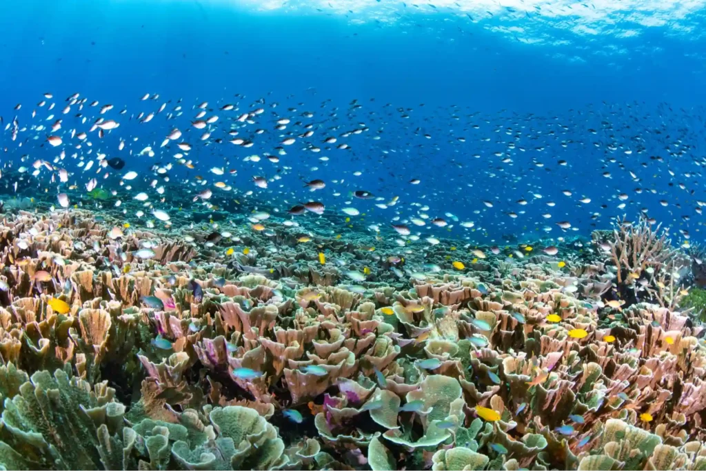 Colorful coral garden and schooling fish in a wide-angle reef scene from Raja Ampat