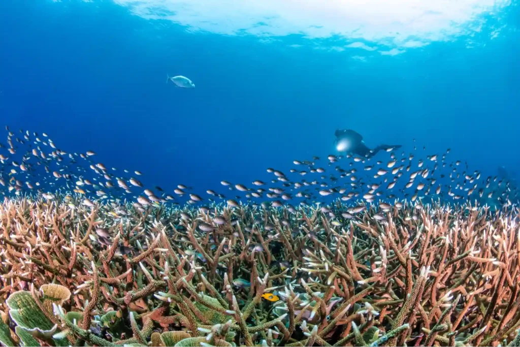 Diver approaching vibrant reef captured in wide-angle underwater photography in Raja Ampat
