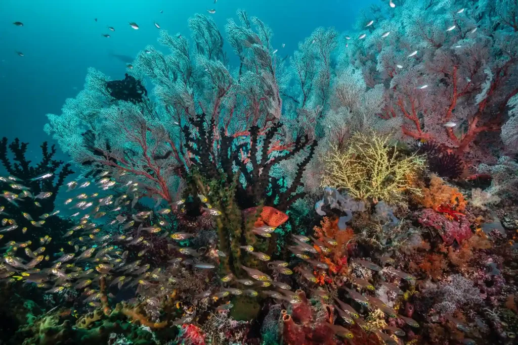 Hard coral formations and reef fish captured in natural light wide-angle photo in Raja Ampat