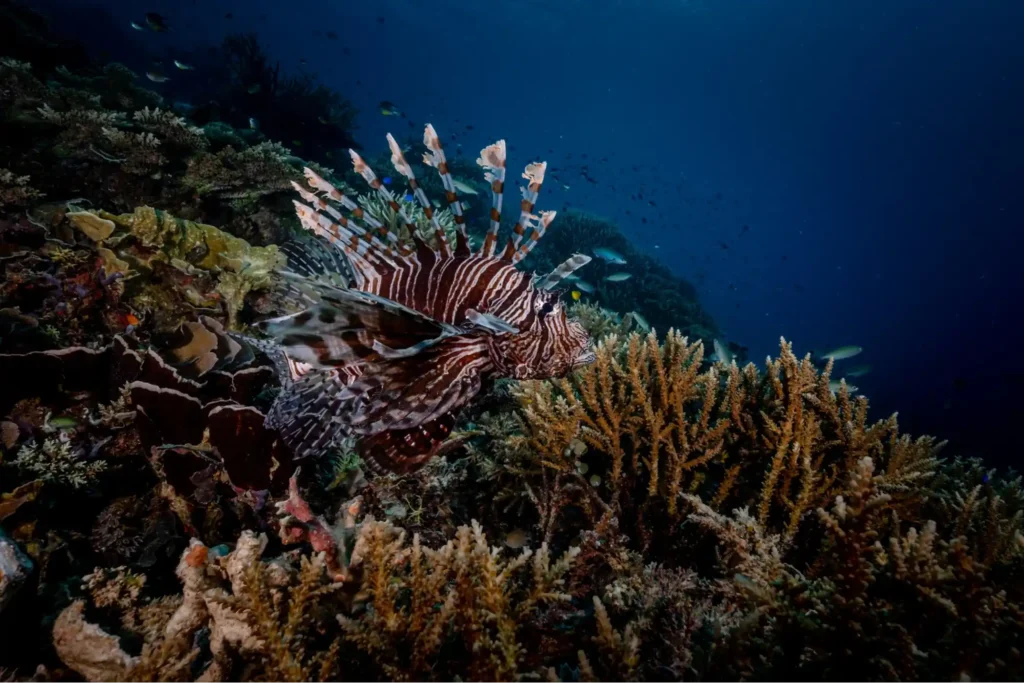 Lionfish swimming above vibrant coral captured in a wide-angle underwater photo in Raja Ampat