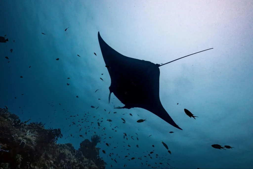 Manta ray gliding over coral reef in a wide-angle underwater shot in Raja Ampat.
