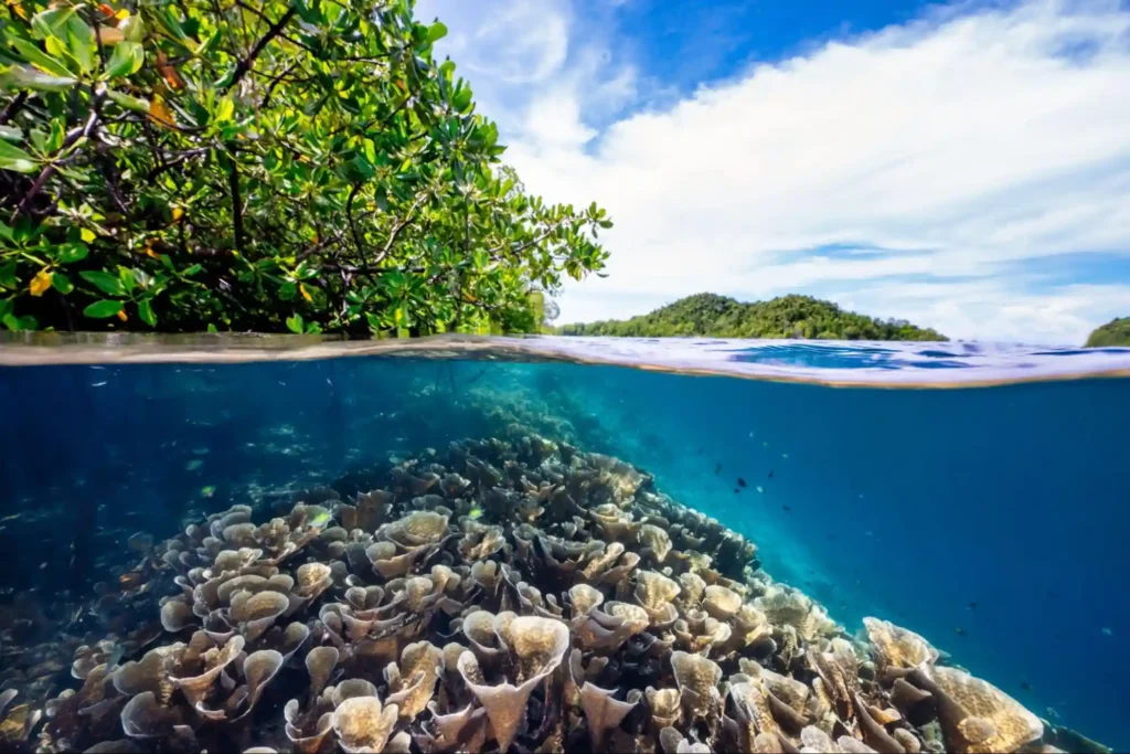 Split-view image showing coral reef underwater and tropical island above in Raja Ampat