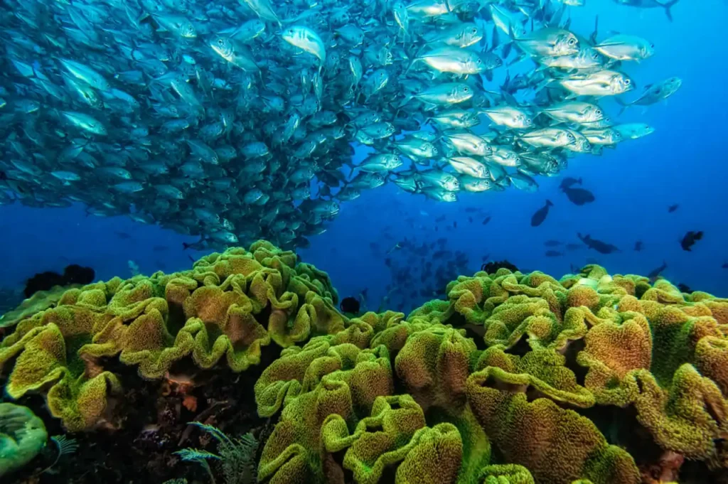 Sauwandarek dive site